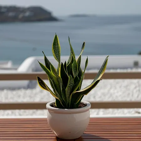 ليثوز باي سبيروس&فلورا 4* Agios Ioannis Diakoftis